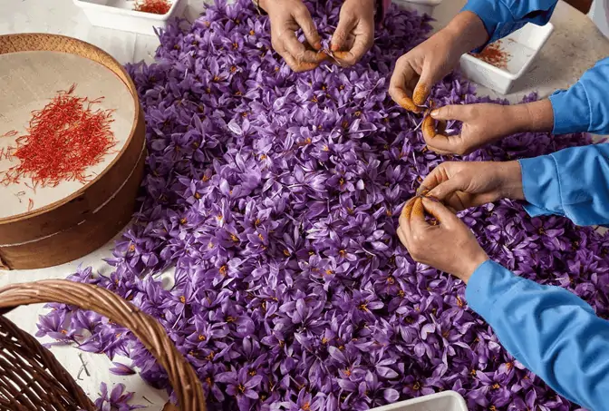 Làm sao để phân biệt Nhụy hoa nghệ tây (Saffron) thật hay giả?